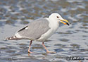 Larus glaucescens